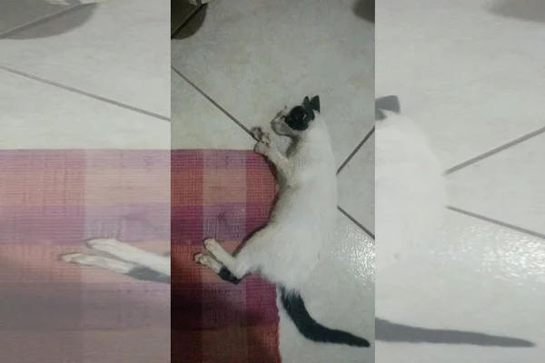 Vídeo. Gato vítima de maus-tratos morre em Taguatinga