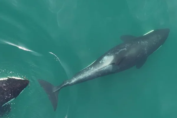 Imagem colorida de orcas se limpando com algas - Metrópoles