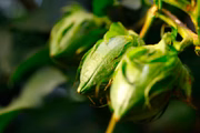 Fase do cultivo de algodão