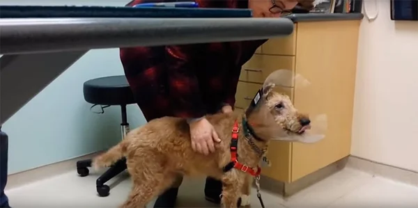 Cão cego passa por cirurgia e vai à loucura após ver família pela primeira vez
