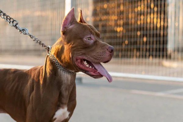 Imagem colorida, cachorro com olhar de atenção - Metrópoles