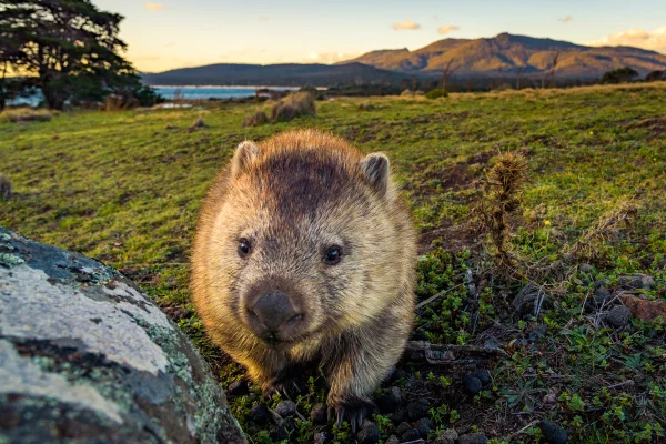 Foto colorida de wombat - Por que a Austrália abriga alguns dos animais mais bizarros do mundo - Metrópoles