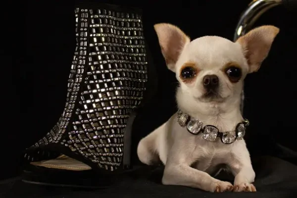 Chihuahua