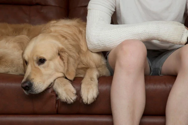 Imagem colorida de golden retriever ao lado de tutor com braço quebrado