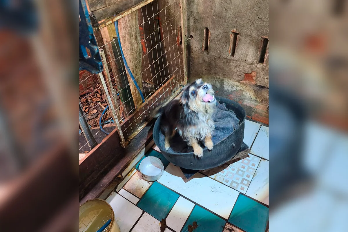 Fotos dos cachorros no momento do resgate do cativeiro