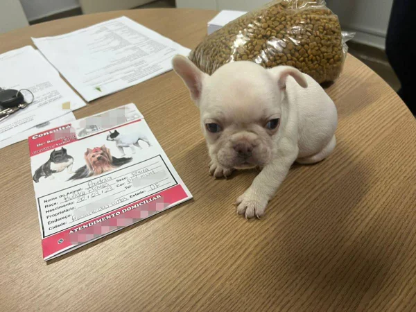 Homem é preso por roubar filhote de bulldog no Recanto das Emas