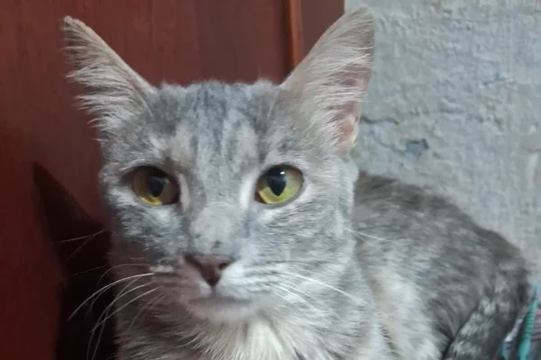 Gato - Metrópoles