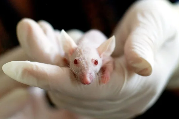 Cientistas criam ratos com sistema imunológico semelhante aos dos humanos