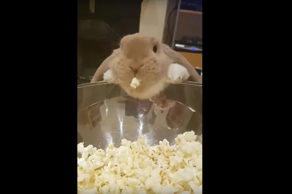 Coelhinho da Páscoa é assediado em shopping por mulher bêbada