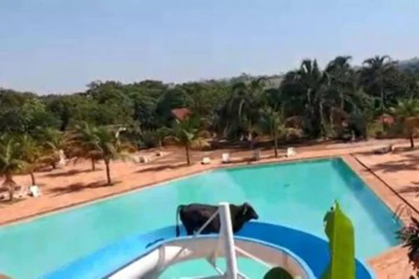 Vaca no toboágua