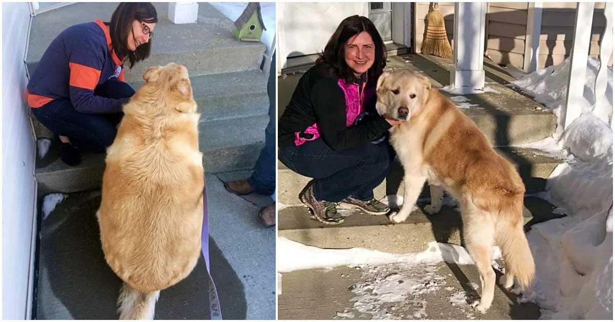 Este cãozinho ficou obeso e seu dono o levou ao veterinário para ser sacrificado. Indignada, a veterinária responsável pelo caso decidiu adotá-lo. Com os cuidados da profissional, ele teve uma segunda chance e conseguiu emagrecer Este cãozinho ficou obeso e seu dono o levou ao veterinário para ser sacrificado. Indignada, a veterinária responsável pelo caso decidiu adotá-lo. Com os cuidados da profissional, ele teve uma segunda chance e conseguiu emagrecer