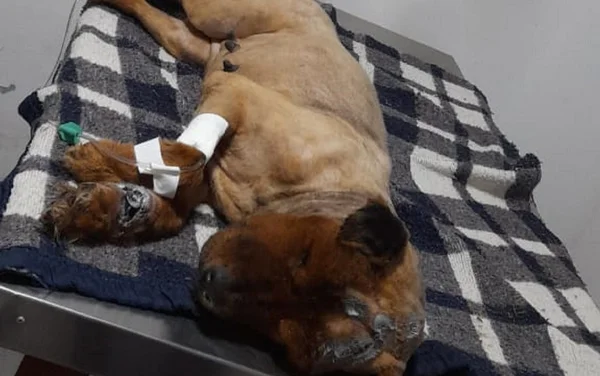 goias cachorra torturada em luziania