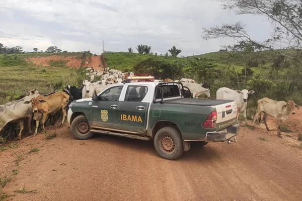 Foto colorida do momento em que o Ibama apreende gado em áreas embargadas na Amazônia - Metrópoles
