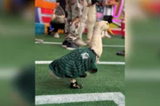Pato Merlin Pato Merlin