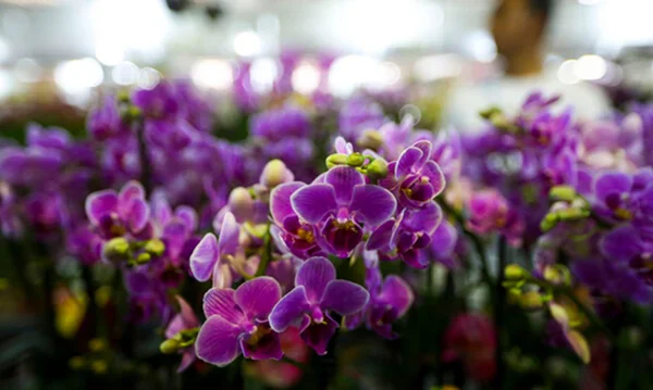 Orquídeas