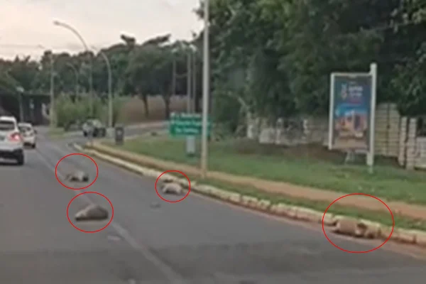 Grupo de capivaras é encontrado morto após atropelamento em via do Lago Sul