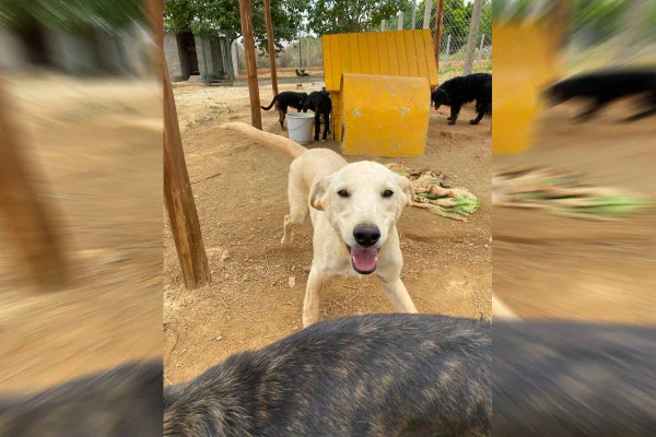 cachorros