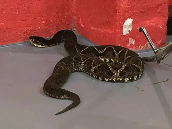 Cobra-peconhenta-SC-metrópoles