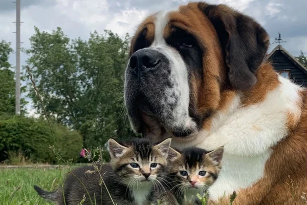 Que fofa! Cadela ganha a web ao adotar filhotes de gatos e patinhos
