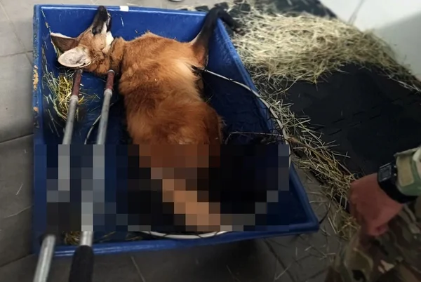 Lobo-guará fica gravemente ferido após ser atropelado em rodovia no DF