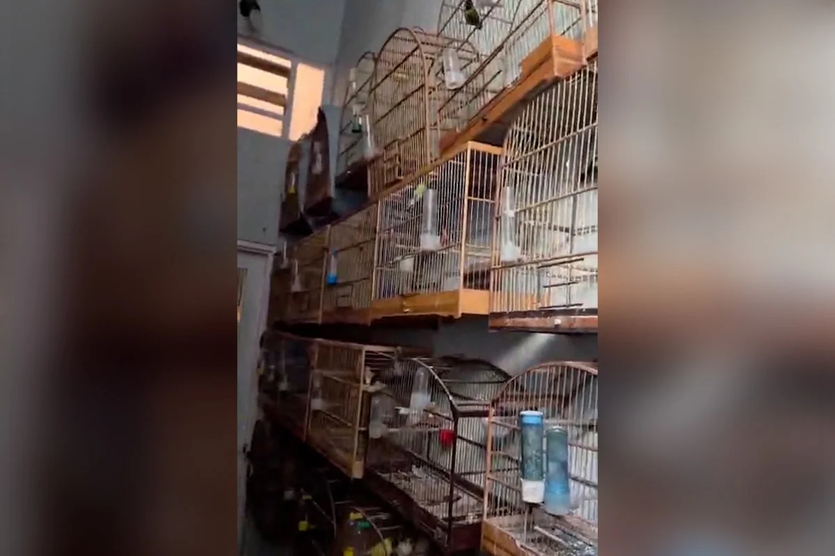Operação Policial Resgata 37 Aves Raras de Cativeiro Ilegal no Riacho Fundo