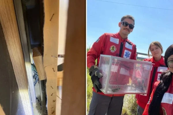 Bombeiros resgatam lagarto