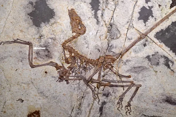 foto colorida de ossada que representa restos de dinossauro encontrado na china - Metrópoles.
