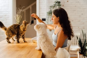 Non tutti gli alimenti possono essere offerti agli animali domestici