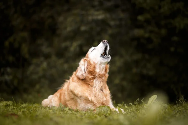 cachorro de pelagem caramelo latindo