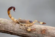 O entulho atrai o escorpião-amarelo