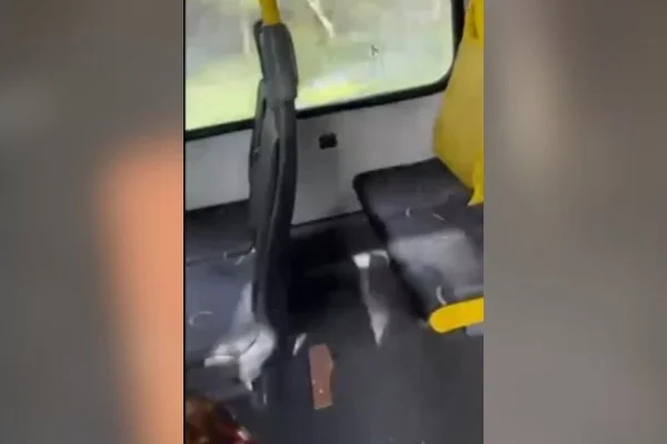 Imagem colorida mostra azulejo que foi atirado em ônibus e atingiu passageira - Metrópoles