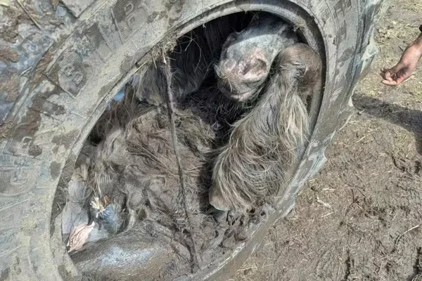 Foto colorida de pônei preso em pneu