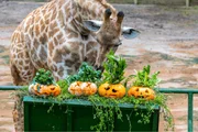 Os visitantes vão poder acompanhar atividades de enriquecimento ambiental com os animais