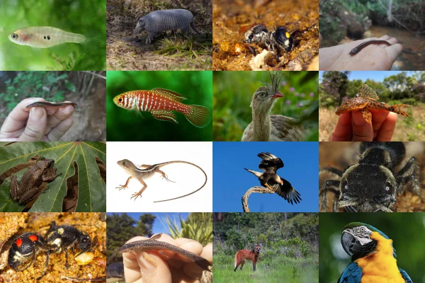 Brasília 66 anos: a cidade-parque e o desafio de proteger sua fauna