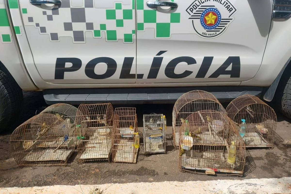 Aves encontradas em cativeiro em Pacaembu (SP) são devolvidas à natureza Aves encontradas em cativeiro em Pacaembu (SP) são devolvidas à natureza