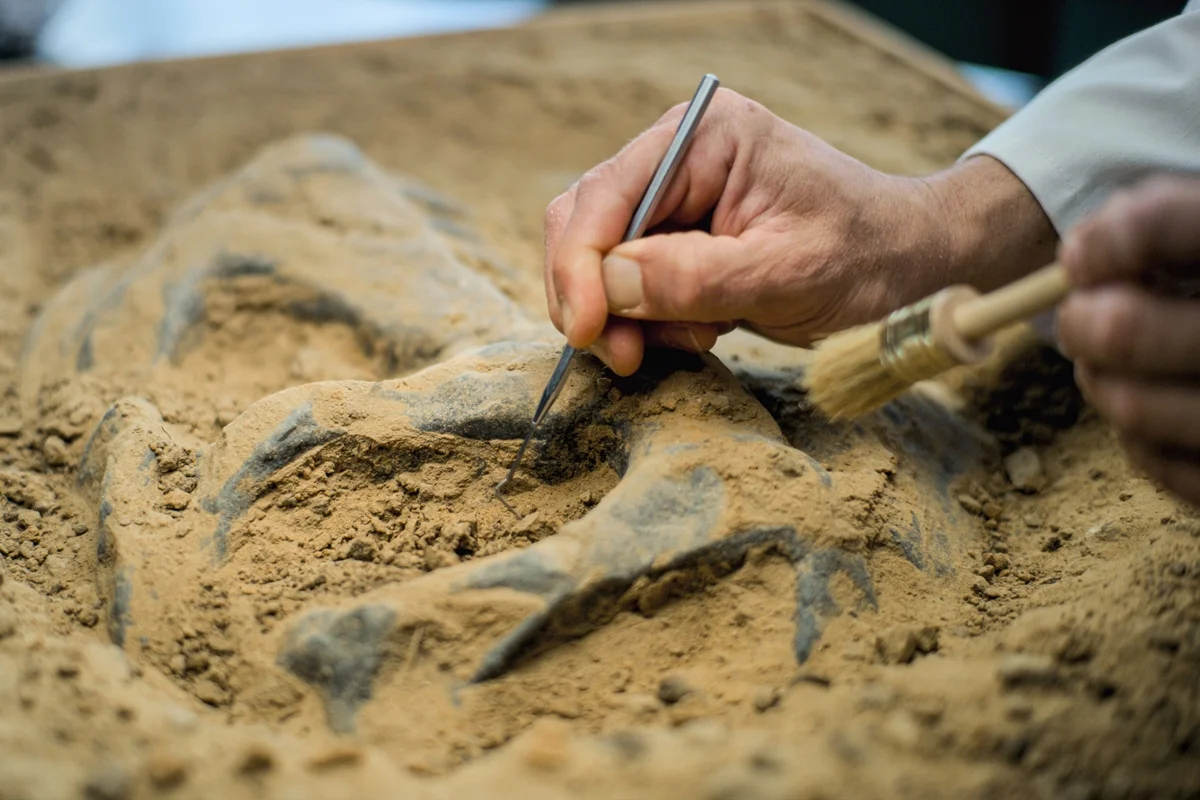 América do Sul confirmada como o 'Eldorado' real da paleontologia mundial