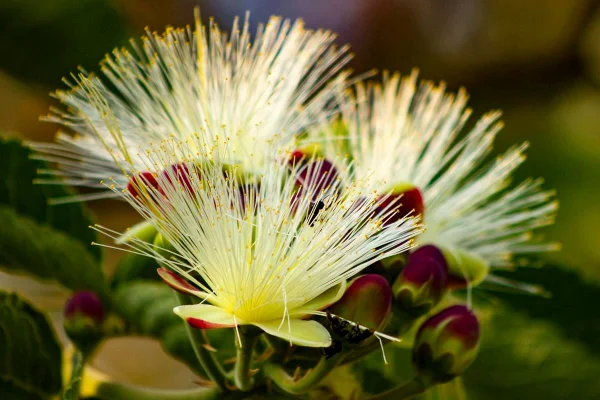 Pequi: uma flor, um cheiro, uma cor, um sabor, um fruto, um amor
