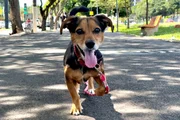 Cachorro se tornou uma sensação em Marília, no interior paulista
