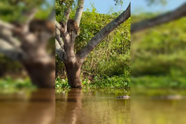 Imagem mostra onça atacando um jacaré
