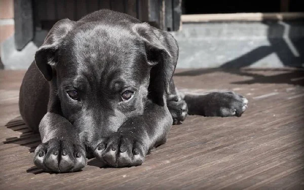 Cachorro com o focinho entre as patas