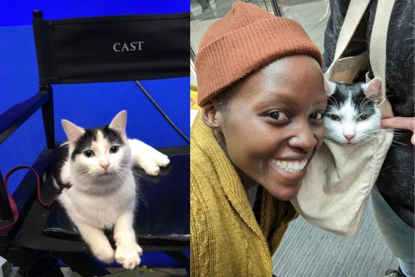 Montagem de duas imagens coloridas com gatos de pelagem preta e branca, uma sentado, outra com atriz