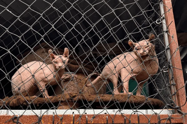 Polícia Civil encontra mais de 100 gatos de raça em gatil clandestino