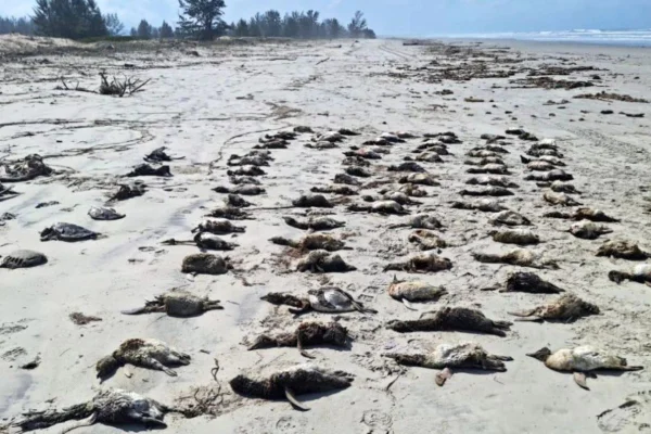 Dezenas de pinguins estirados em areia de praia - Metrópoles