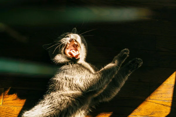gato com a boca aberta e as patas levantadas