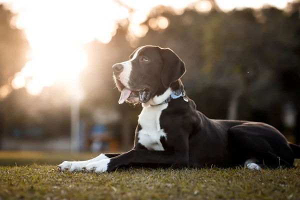 dogue alemão