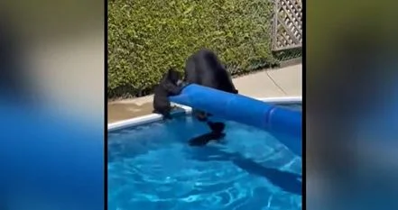 Ursos invadem piscina no Canadá