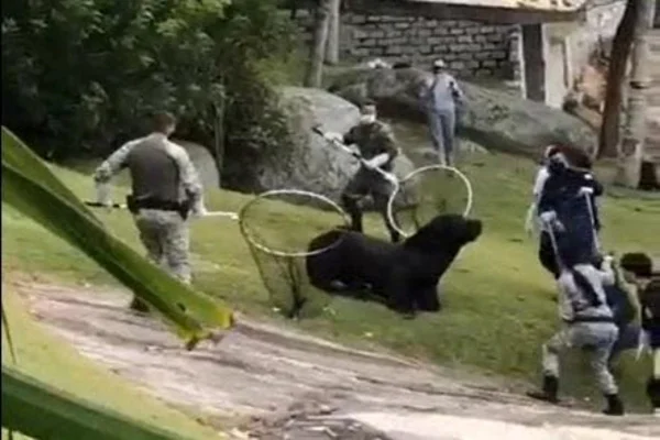 Vídeo: leão-marinho resiste à tentativa de captura em Santa Catarina