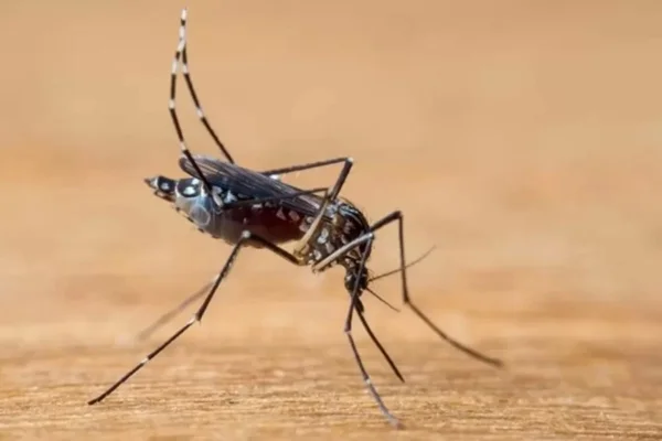 Mosquito dengue - Metrópoles