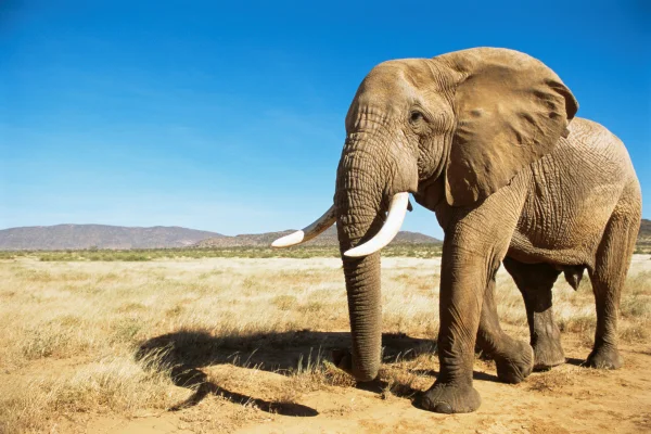 Imagem mostra elefante com grandes orelhas andando na savana - Metrópoles