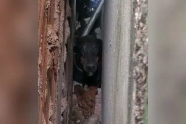 cadela cachorro resgate fogos preso parede goianira goias